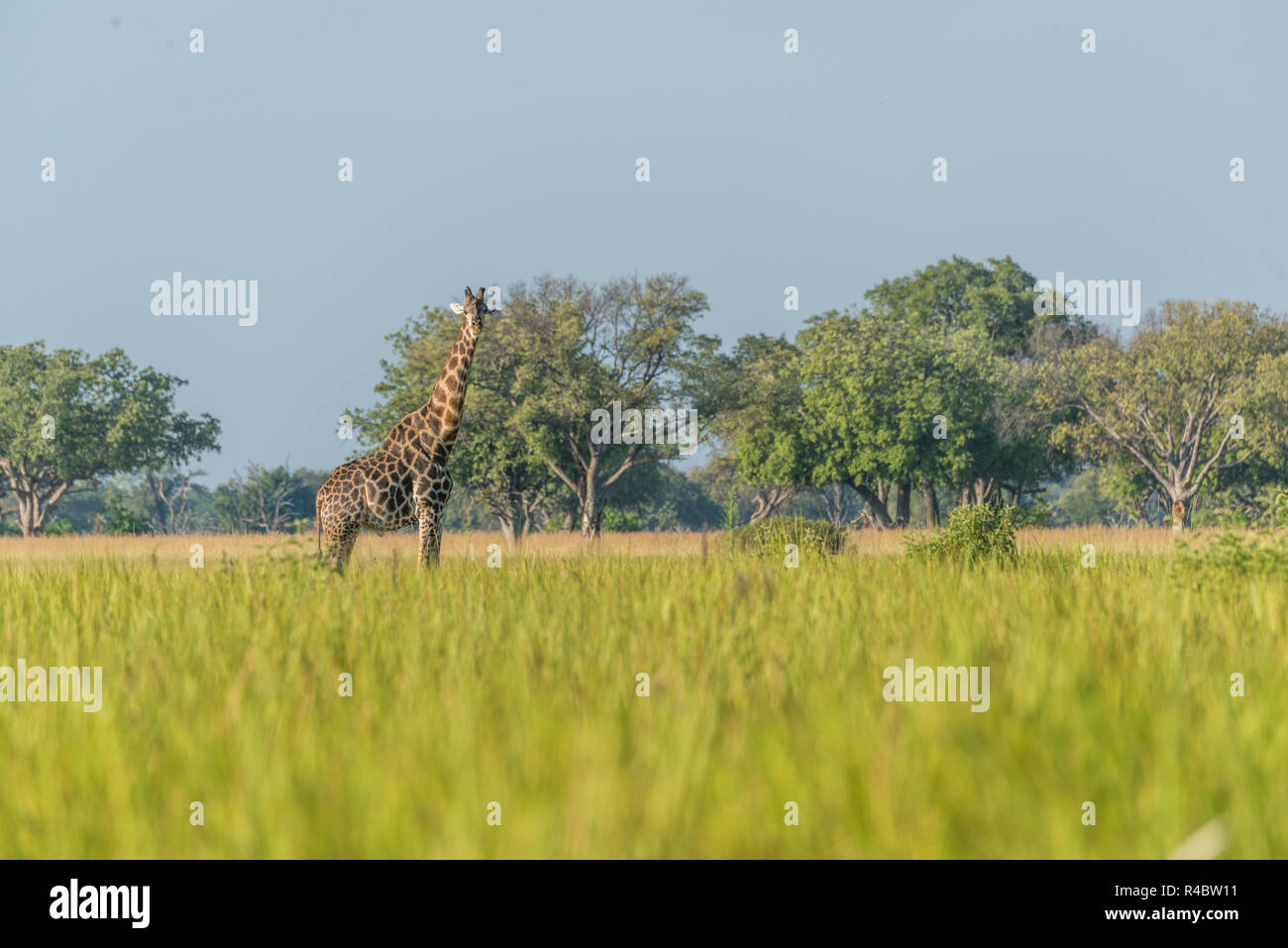 South African giraffe in meadow facing camera Stock Photo