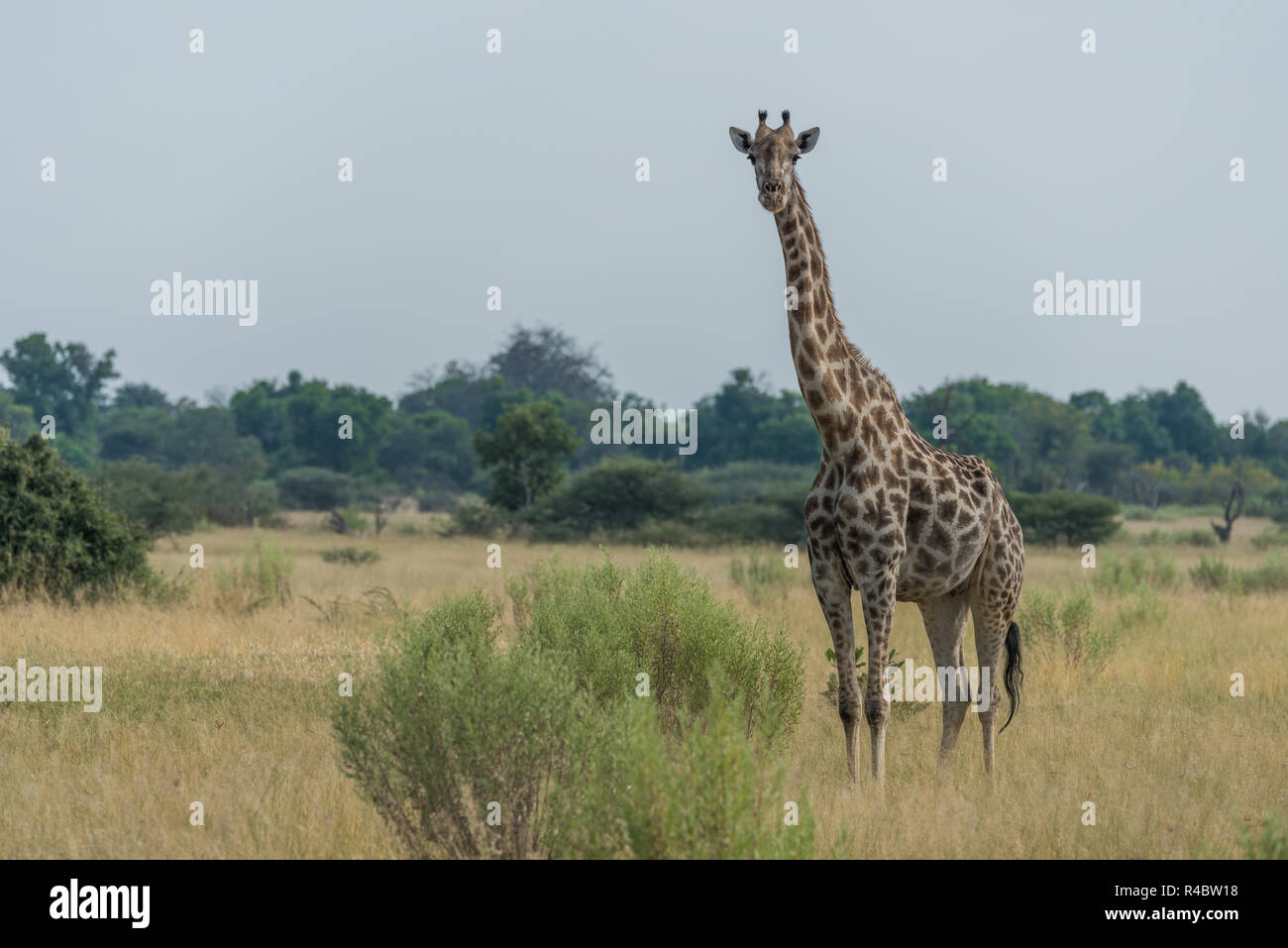 South African giraffe in savannah facing camera Stock Photo