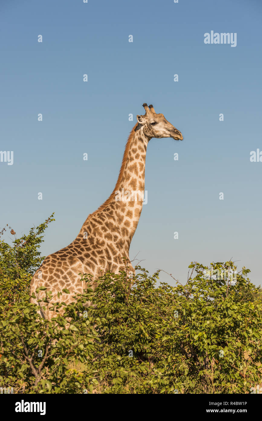 South African giraffe amongst bushes facing camera Stock Photo