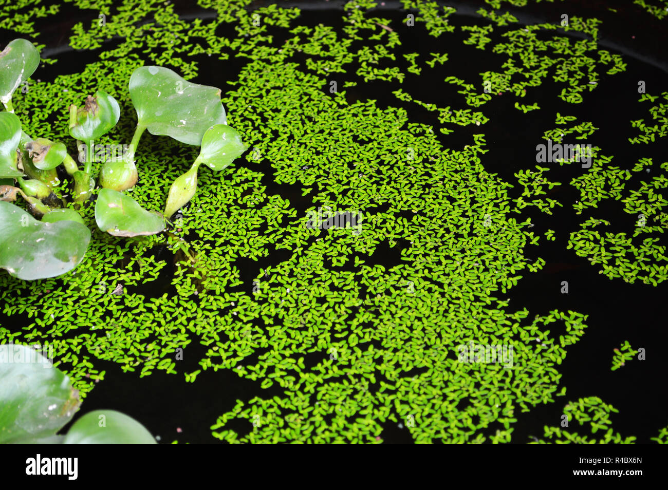 green duckweed covered on the surface / pond with water hyacinth plant and duckweed on nature river Stock Photo
