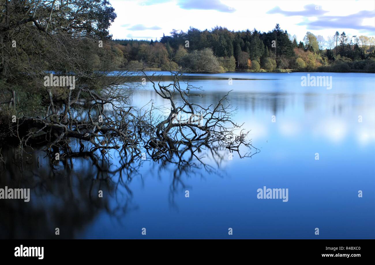 Tree branches jutting out onto the beautiful Hillsborough Lake, Northern Ireland Stock Photo