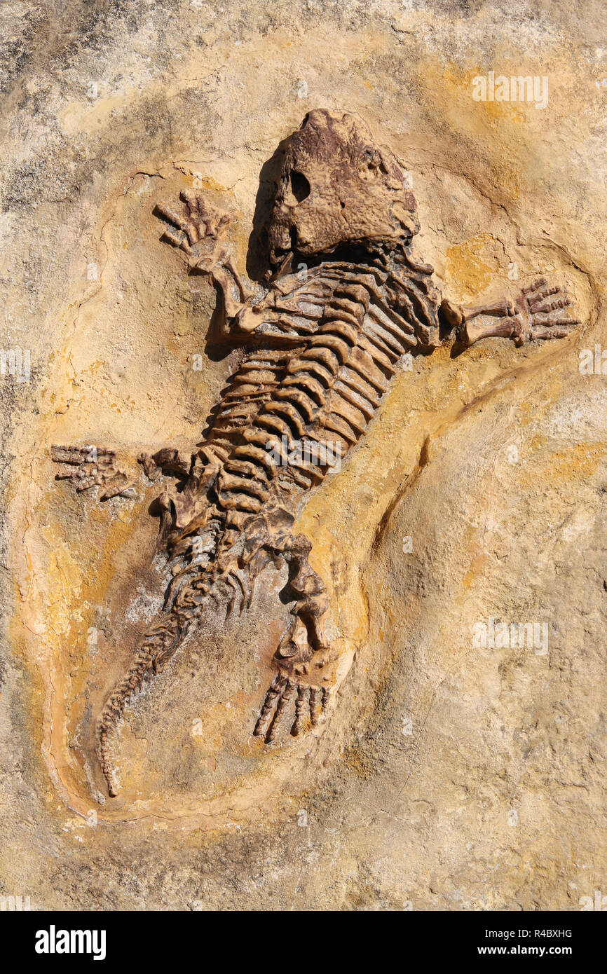 Early amphibian fossil hires stock photography and images Alamy
