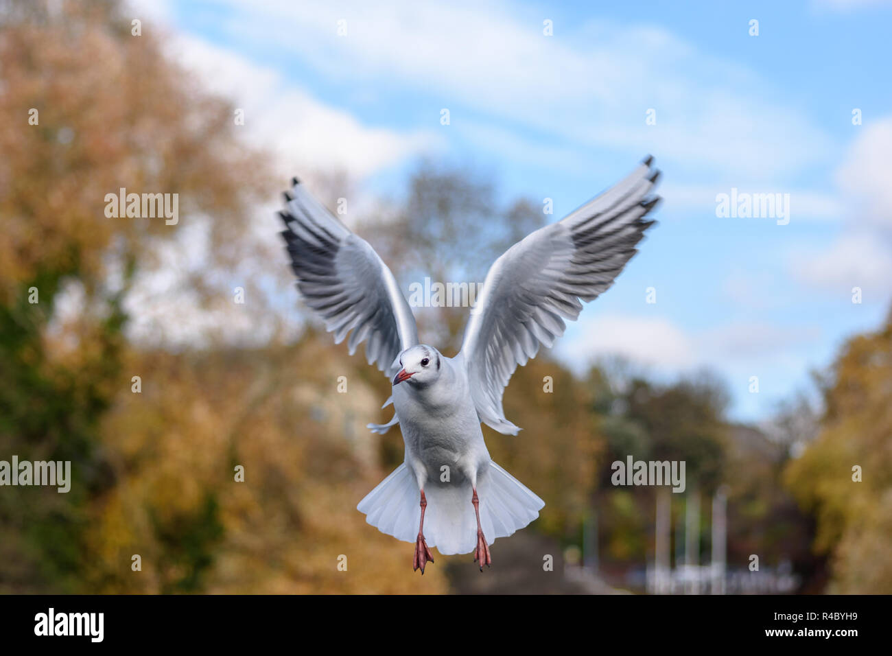 A black headed gull (Chroicocephalus ridibundus) in adult winter plumage hovering on the wing Stock Photo