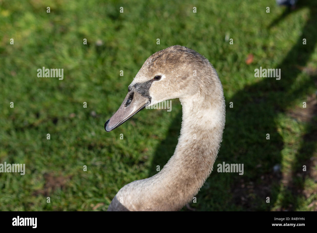 The head and neck of a mute swan (Cygnus olor) cygnet approximately 6 months old facing to the left against a mainly green background Stock Photo