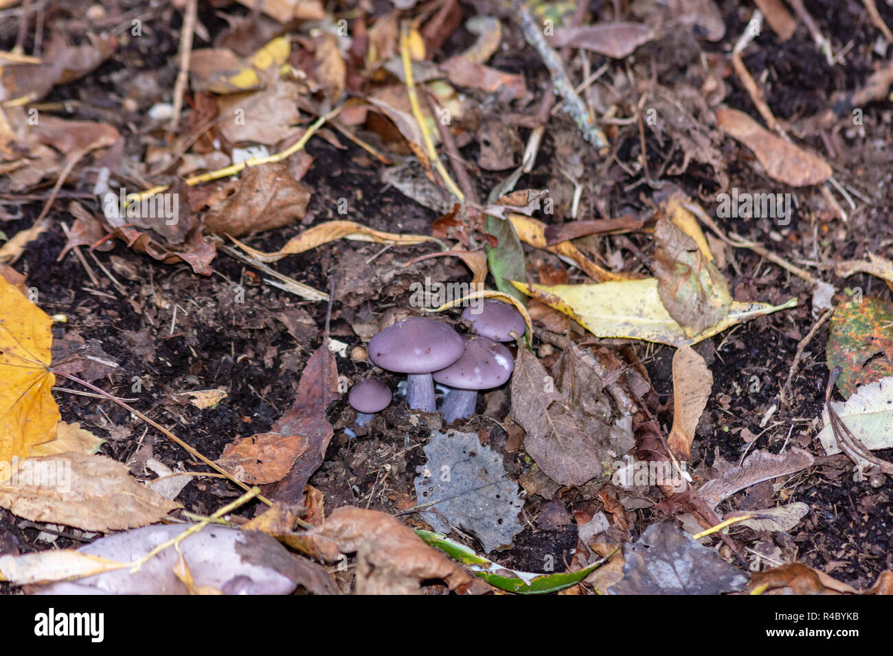 A cluster of small wood blewit (Lepista Nuda) fungi growing amongst leaf litter and fallen autumn leaves Stock Photo