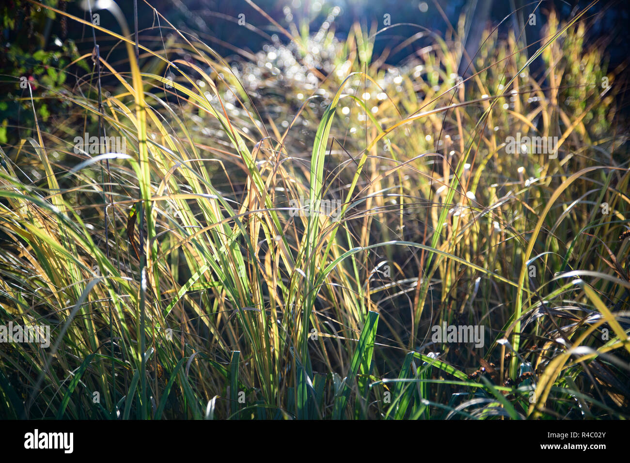 Grasses back light hi-res stock photography and images - Alamy