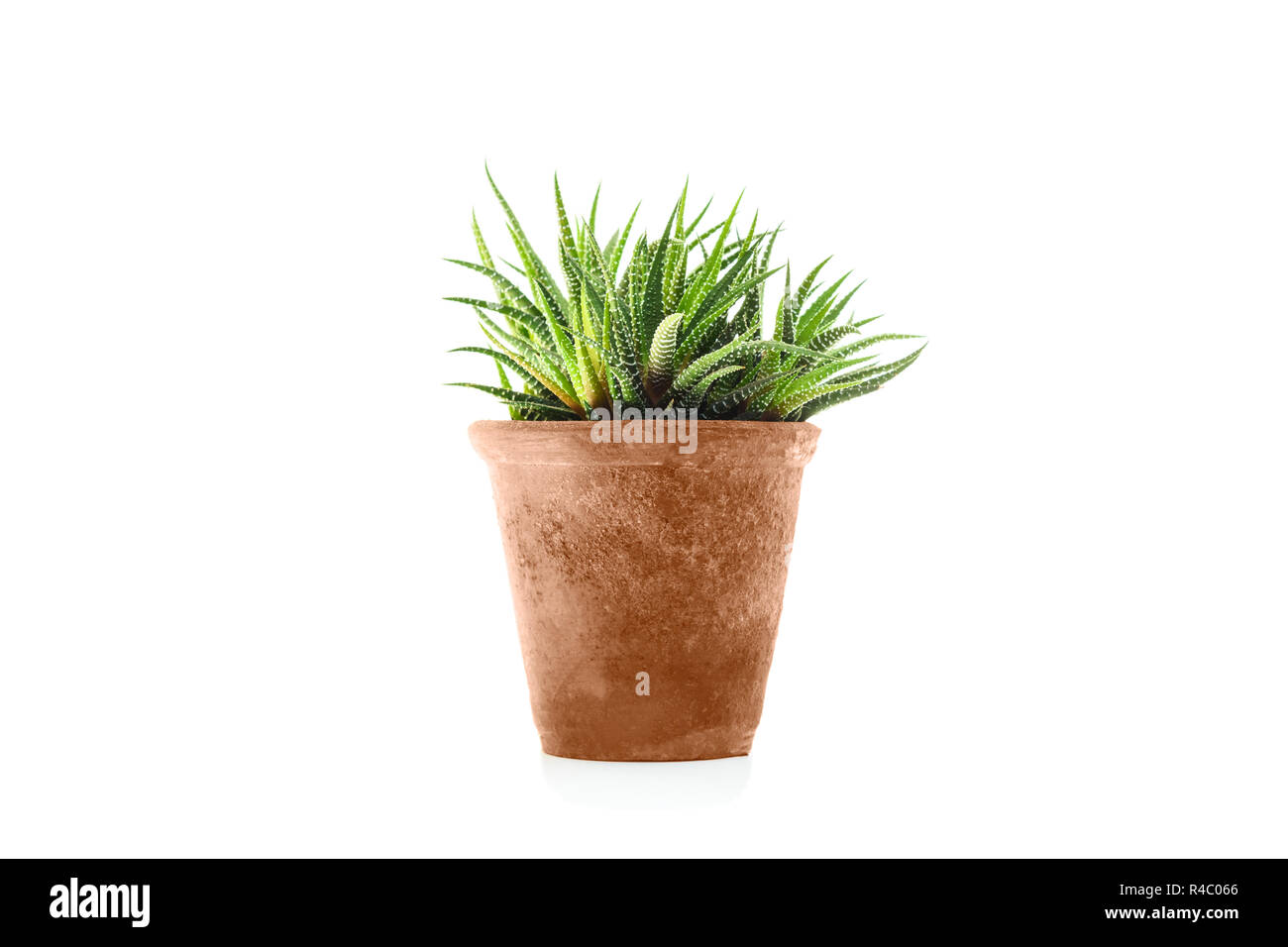 Haworthia fasciata succulent plant in flower pot Stock Photo