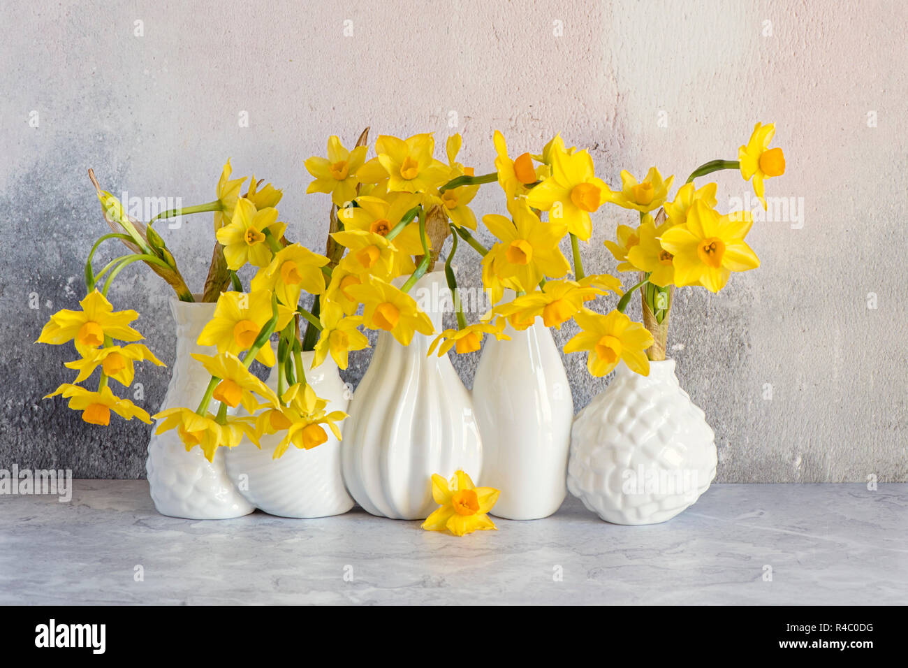 Close-up, still-life image of the beautiful spring flowers of Narcissus 'Tete-a-Tete' a dwarf Daffodil. cut flowers in white porcelain vases Stock Photo