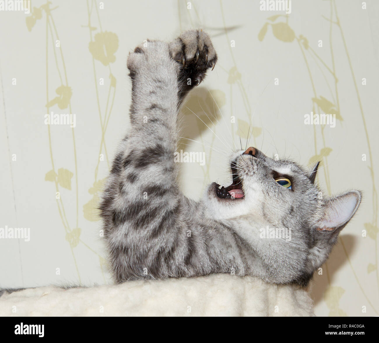 Humorous photo of playing naughty cat. Playing cat isolated in natural background. Stock Photo