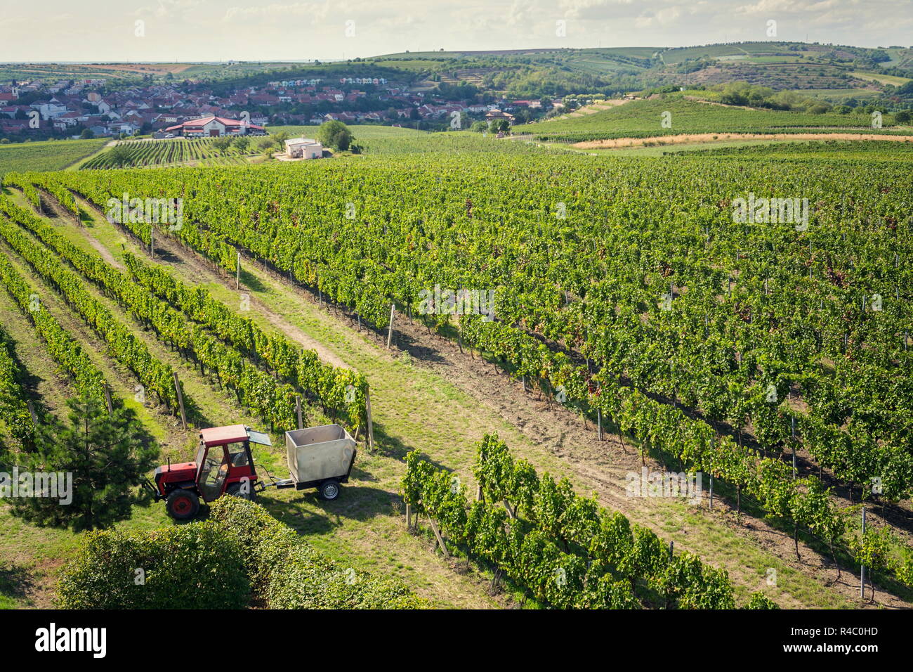 Red tractor ready for harvesting grapes in vineyard, sunny autumn day, Southern Moravia, Czech Republic Stock Photo