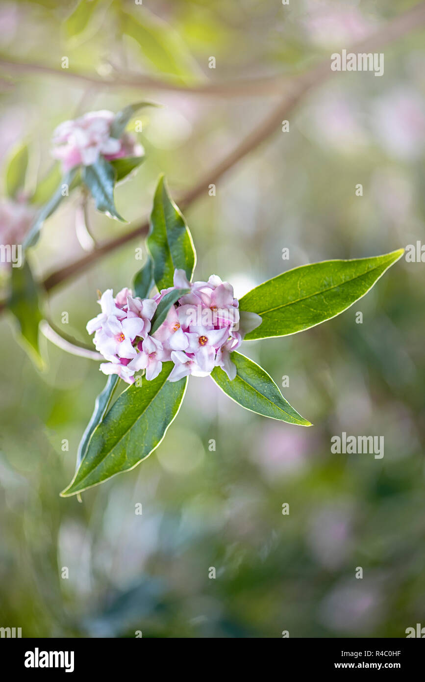 Close-up image of the beautiful spring, pink flowers of Daphne bholua 'Jacqueline Postill' or daphne 'Jacqueline Postill' a spring flowering shrub. Stock Photo