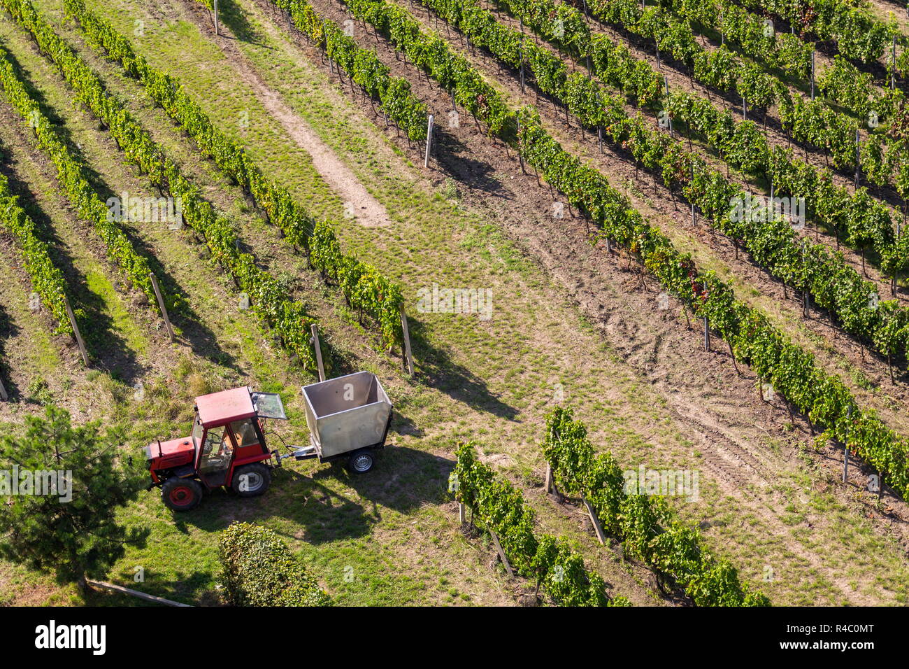 Red tractor ready for harvesting grapes in vineyard, sunny autumn day, Southern Moravia, Czech Republic Stock Photo
