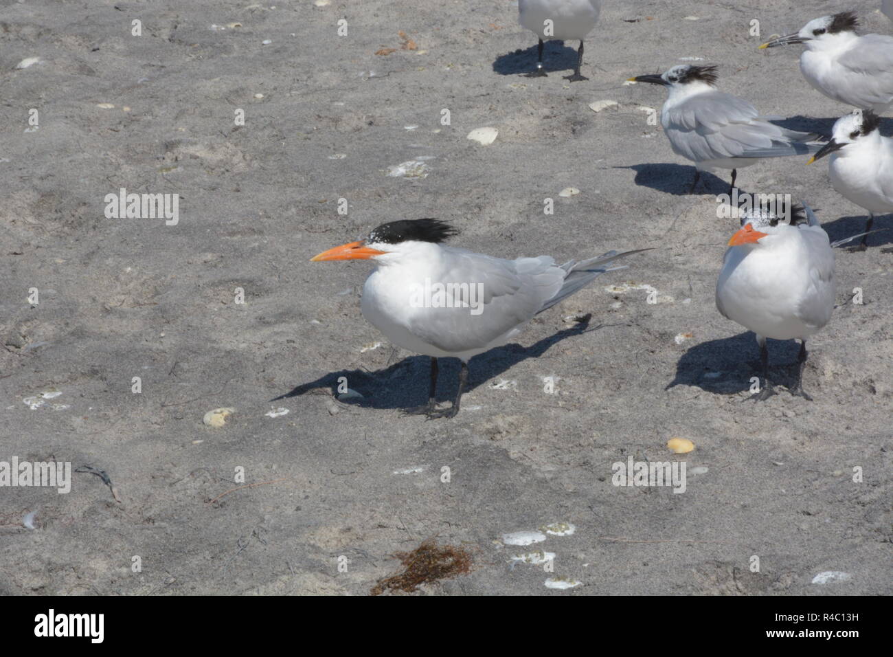 Seagulls at the Beach Stock Photo