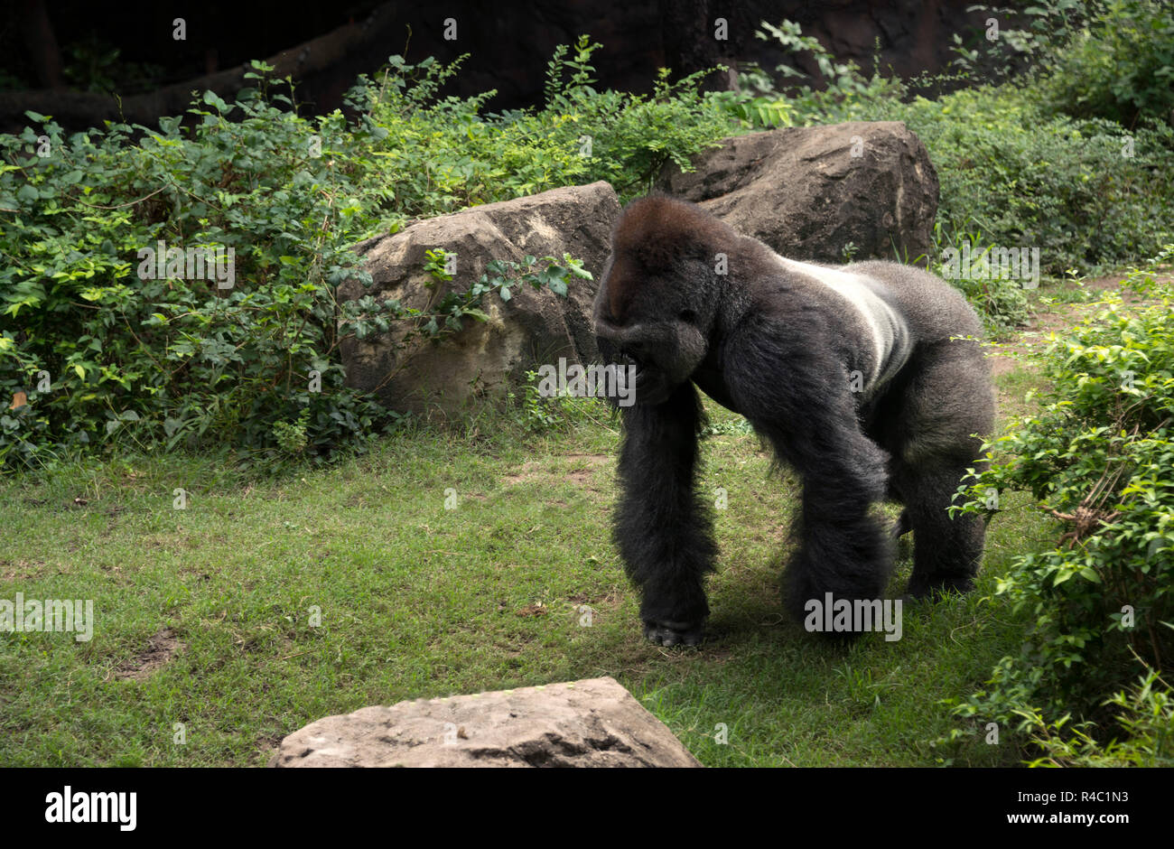 Gorilla silverback male great ape of Africa walking in the green tropical jungle bushes Stock Photo