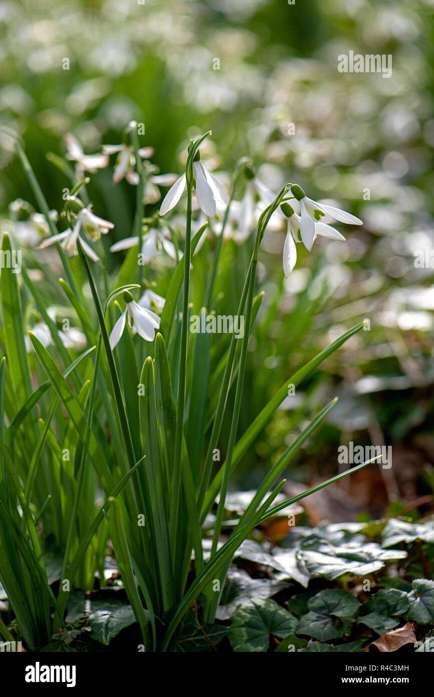 Close-up image of the beautiful spring flowering Common white Snowdrop spring flowers also known as Galanthus Nivalis. Stock Photo