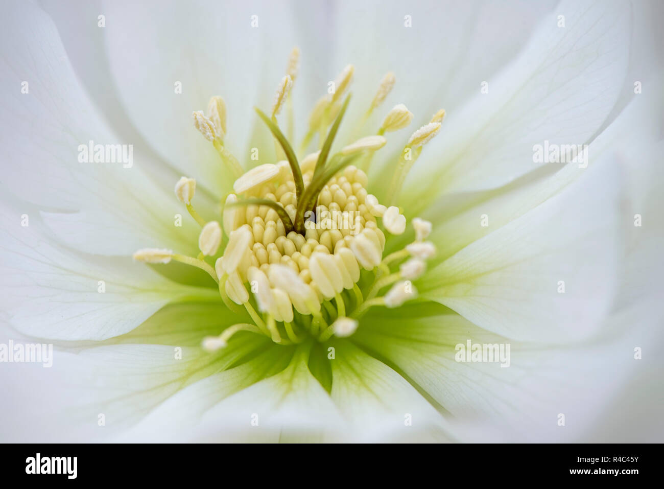 Close-up image of the beautiful double white, spring flowering Hellebore flower also known as the Lenten or Christmas Rose Stock Photo