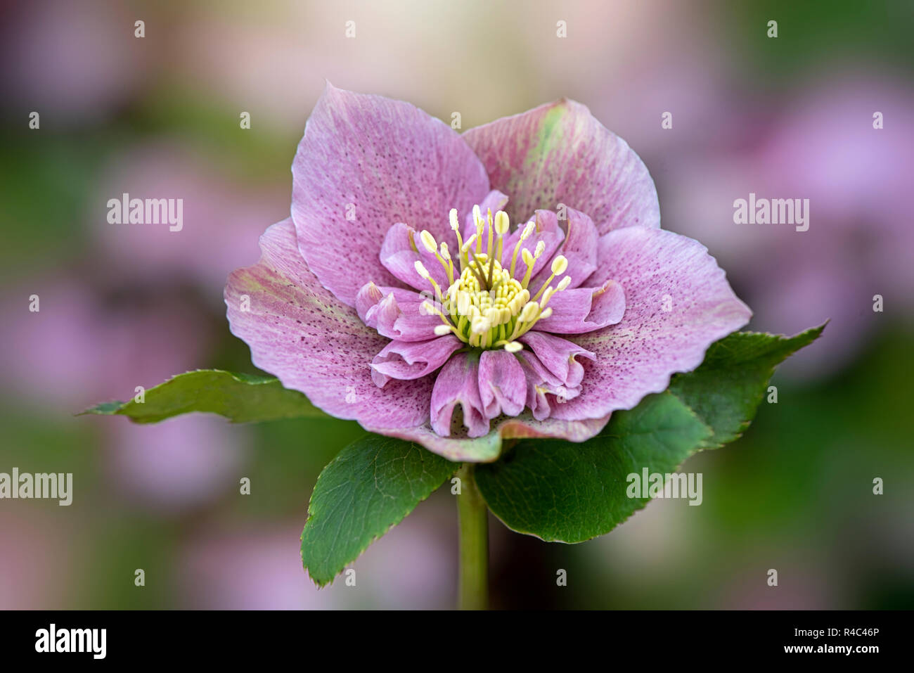 Close-up image of the beautiful pink, spring flowering Hellebore flower also known as the Lenten or Christmas Rose Stock Photo