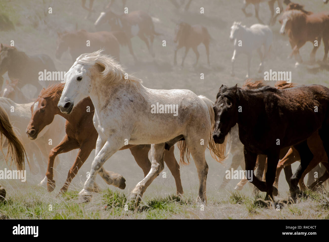 White horse trail hi-res stock photography and images - Alamy