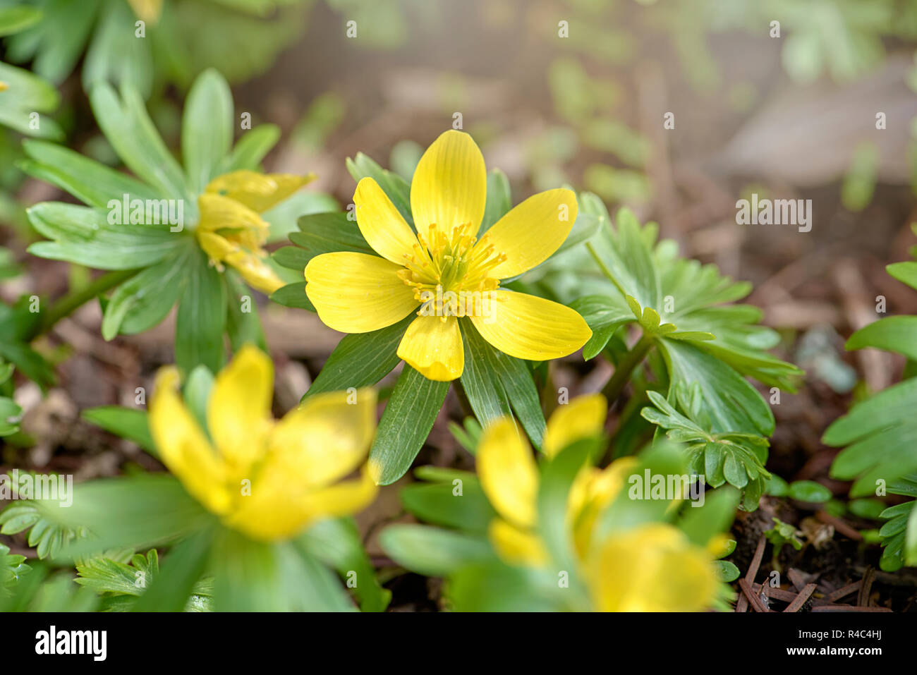 Close-up image of the beautiful spring flowering Anemone ranunculoides also known as wood ginger or yellow anemone.or Buttercup Anemone Stock Photo