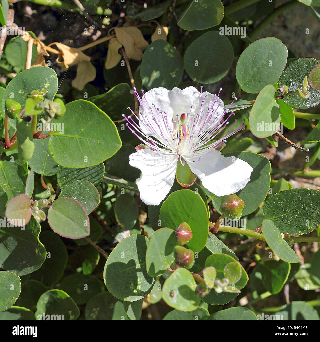 Flower and buds of the Caper bush, Capparis spinosa Stock Photo Alamy