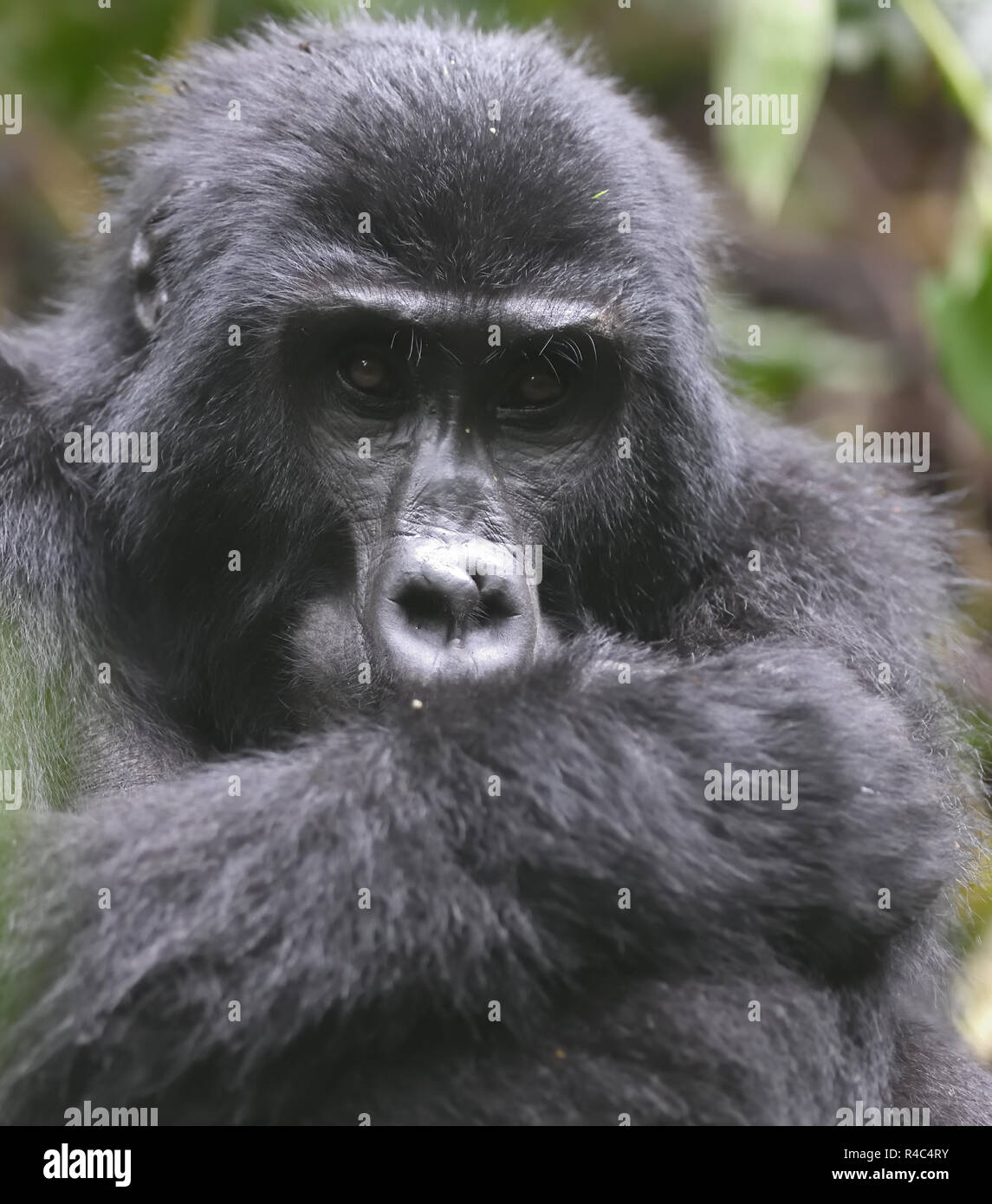 Portrait of a   silverback male mountain gorilla (Gorilla beringei beringei). About 1,000 mountain remain in Uganda, Rwanda and The Democtatic republi Stock Photo