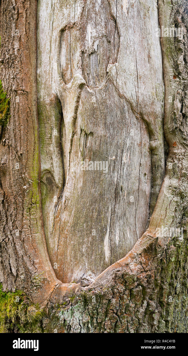 tree trunk detail Stock Photo