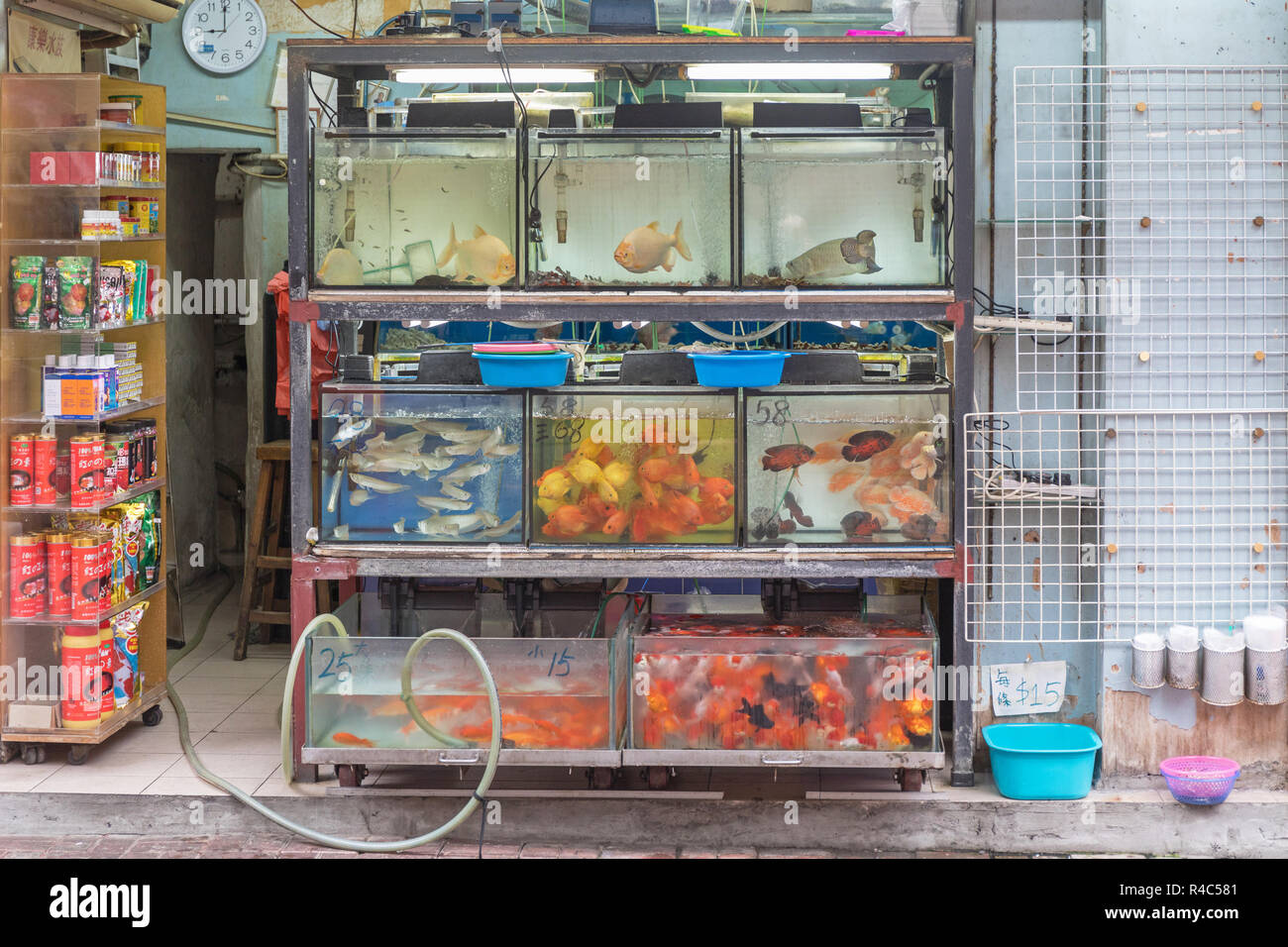 Pet shop in hong kong hires stock photography and images Alamy