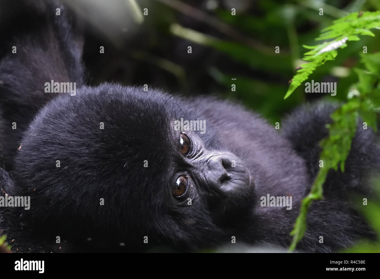 A  baby mountain gorilla (Gorilla beringei beringei) relaxes with its mother. About 1,000 mountain remain in Uganda, Rwanda and The Democtatic republi Stock Photo