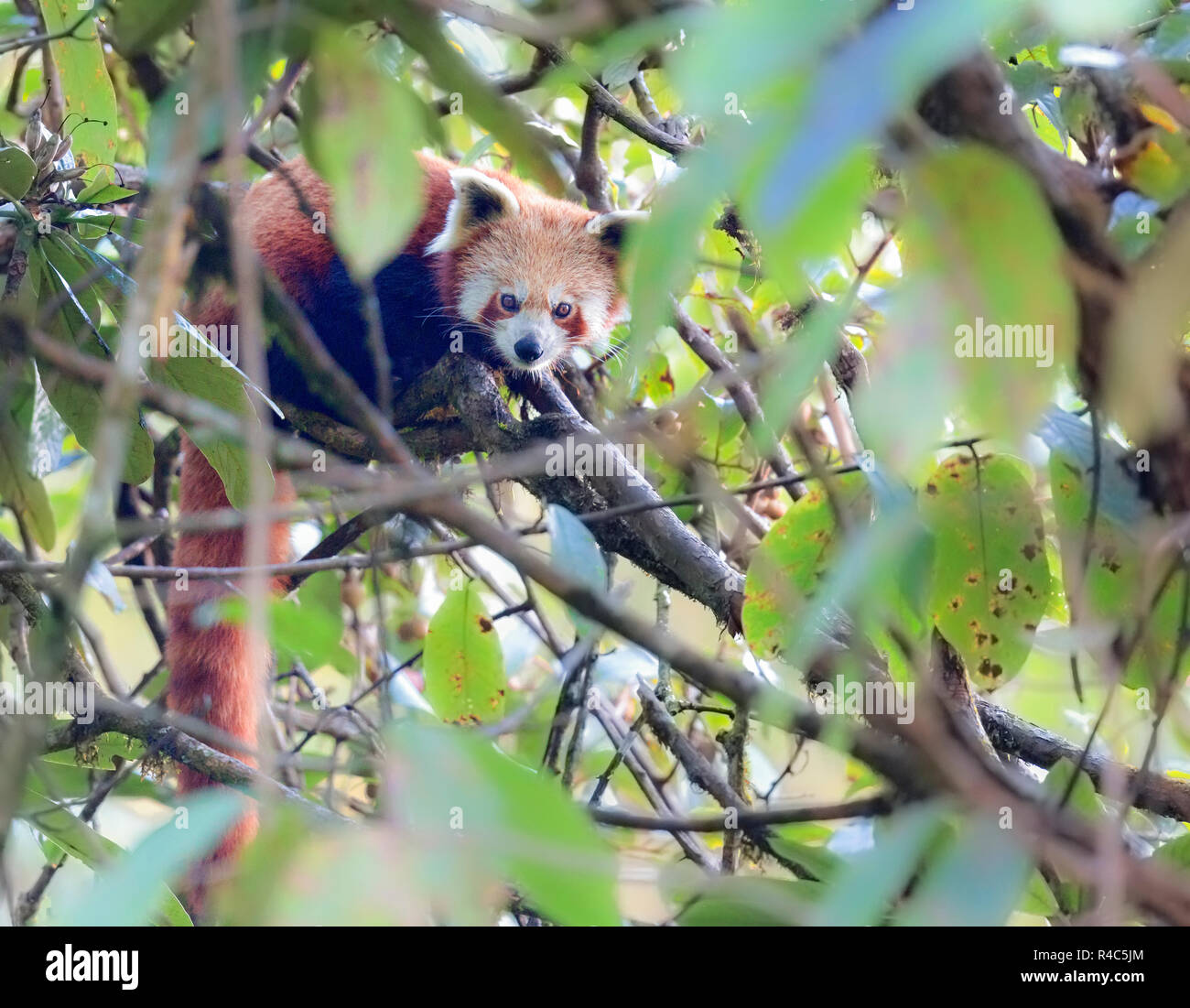 Endangered Red Panda or Ailurus fulgens in Wild at Singalila National Park in Indo-Nepal region Stock Photo - Alamy Endangered Red Panda or Ailurus fulgens in Wild at Singalila National Park in Indo-Nepal region Stock Photo - Alamy