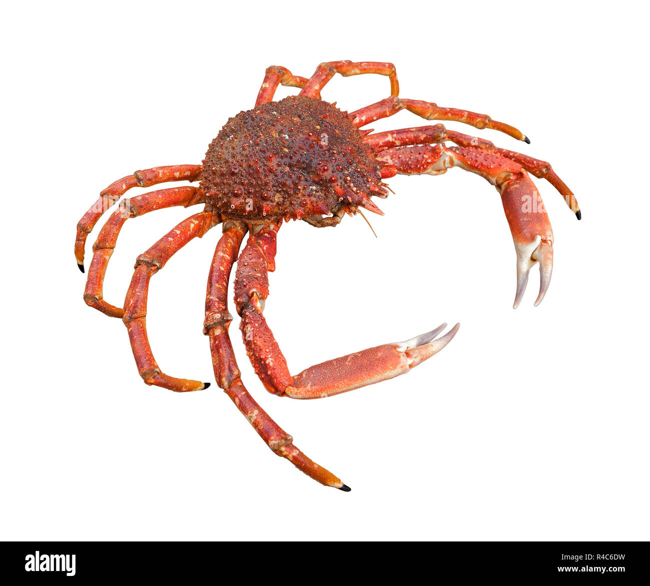 european spider crab Stock Photo Alamy