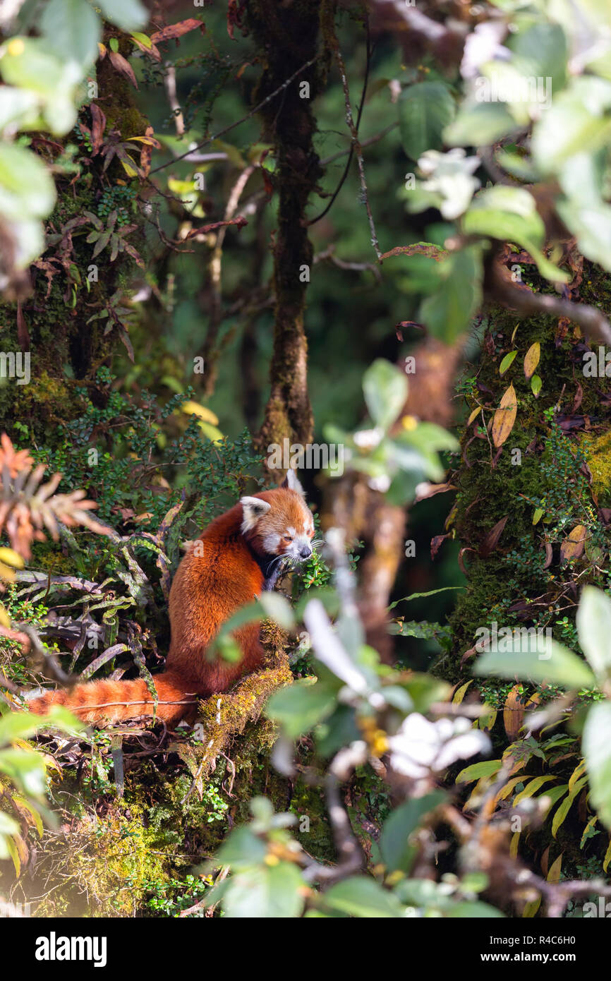 Endangered Red Panda  or Ailurus fulgens in Wild at Singalila National Park in Indo-Nepal region Stock Photo