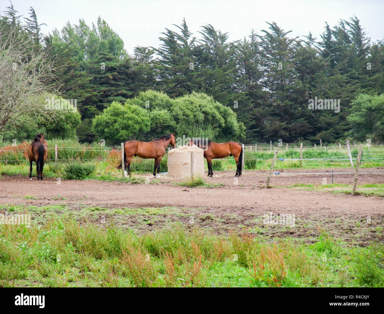 paddock in brittany Stock Photo