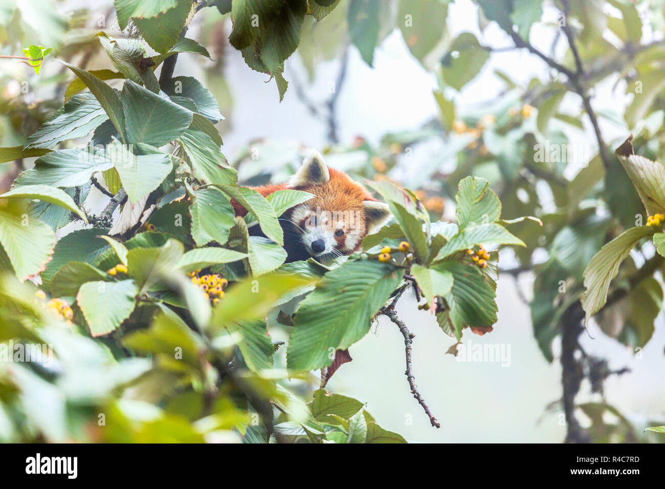 Endangered Red Panda  or Ailurus fulgens in Wild at Singalila National Park in Indo-Nepal region Stock Photo