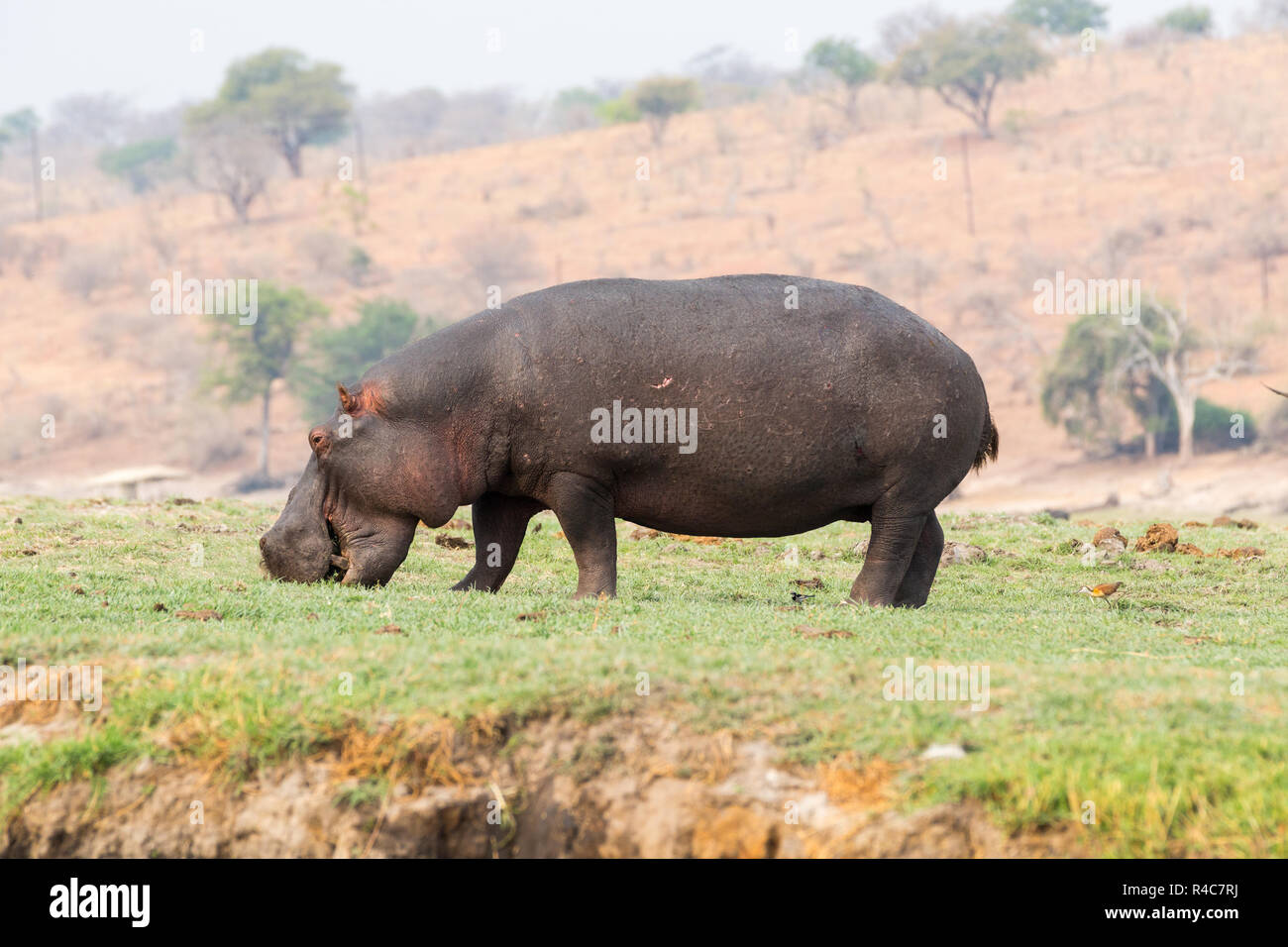 Hippo grazing Stock Photo