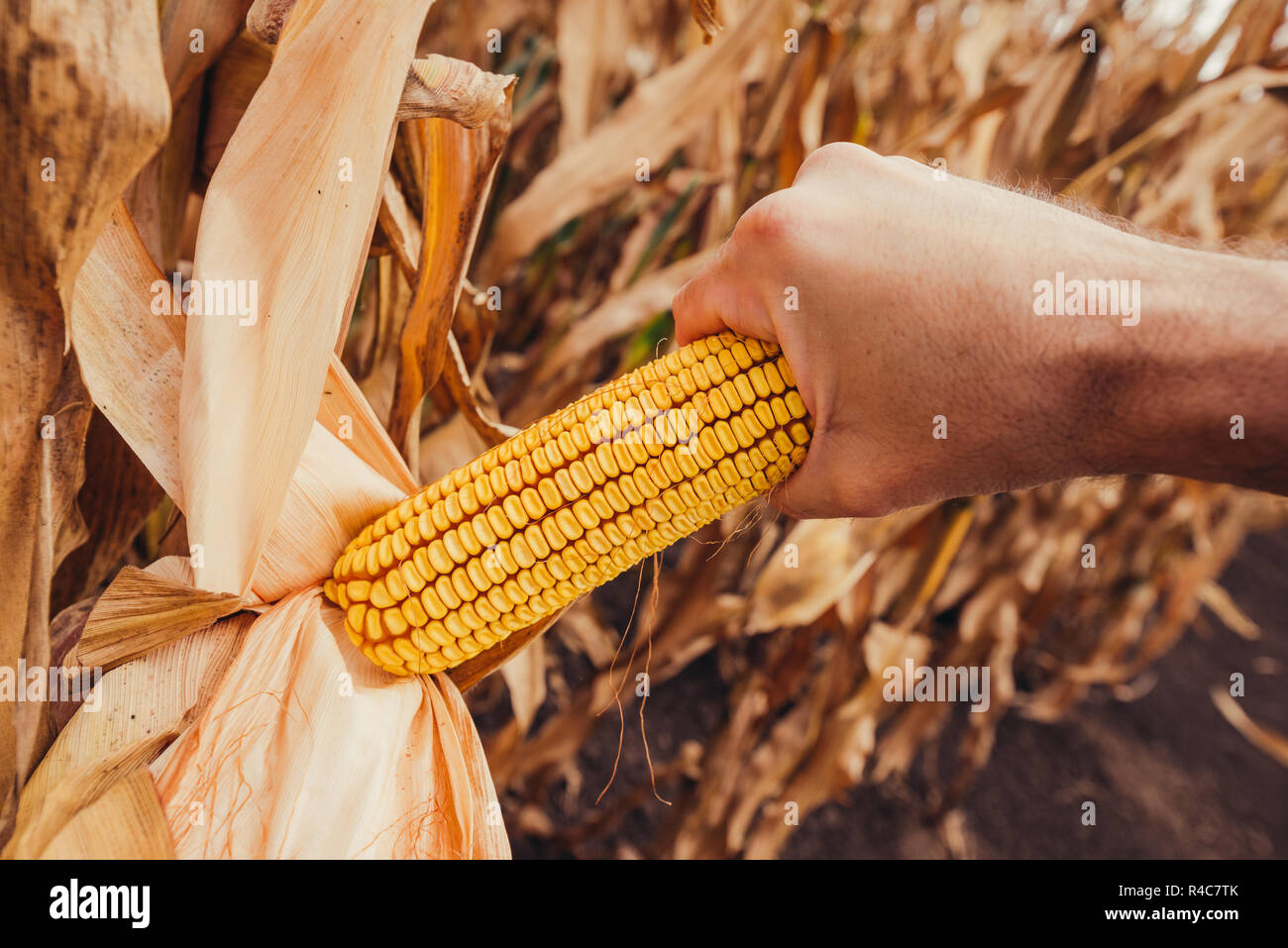 Hand picking corn cobs in field. Farm worker harvesting ripe maize crops by hands. Stock Photo