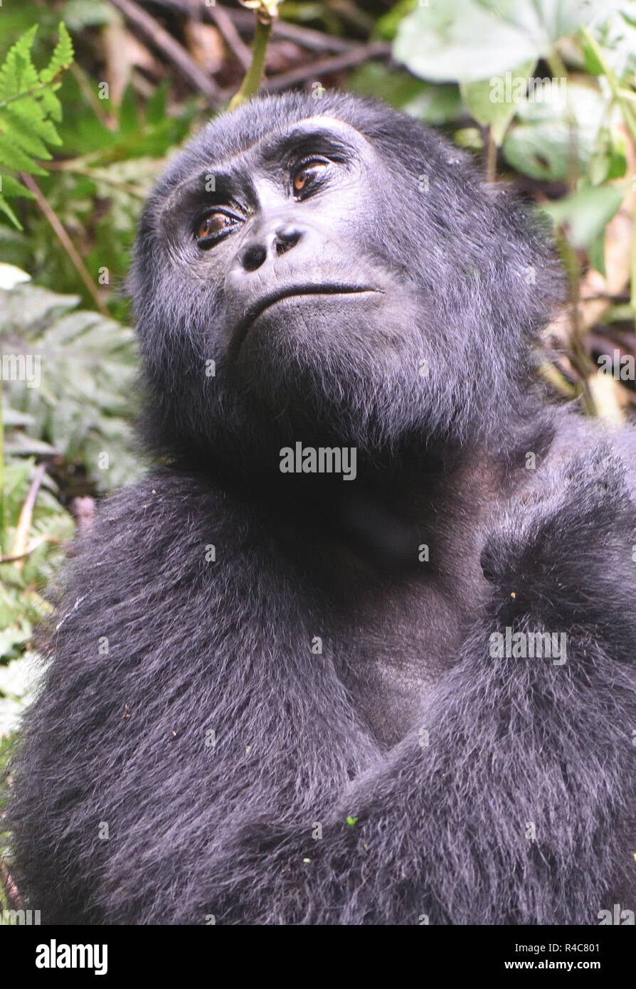 A  female mountain gorilla (Gorilla beringei beringei) relaxes after a morning feeding on forest vegetation. About 1,000 mountain remain in Uganda, Rw Stock Photo