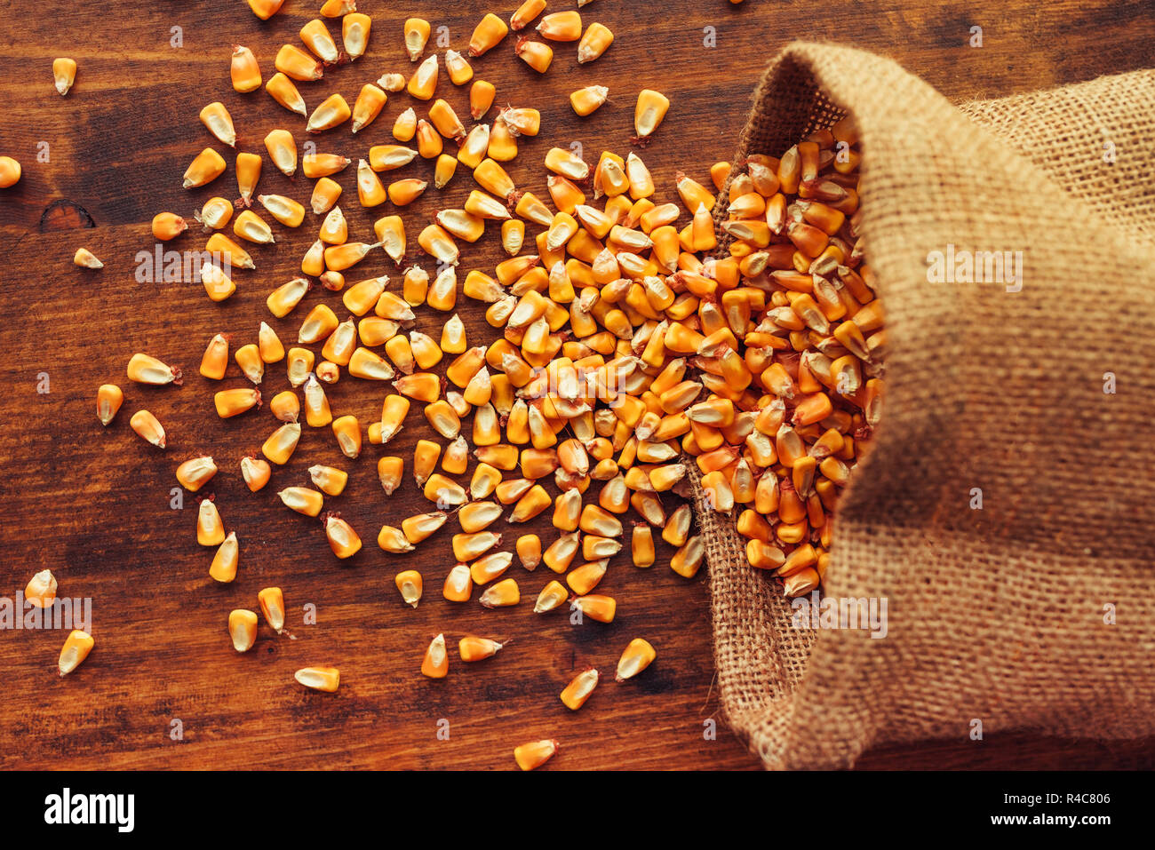 Harvested corn kernels spilling out of burlap sack, concept of abundance and great yield after successful harvest Stock Photo