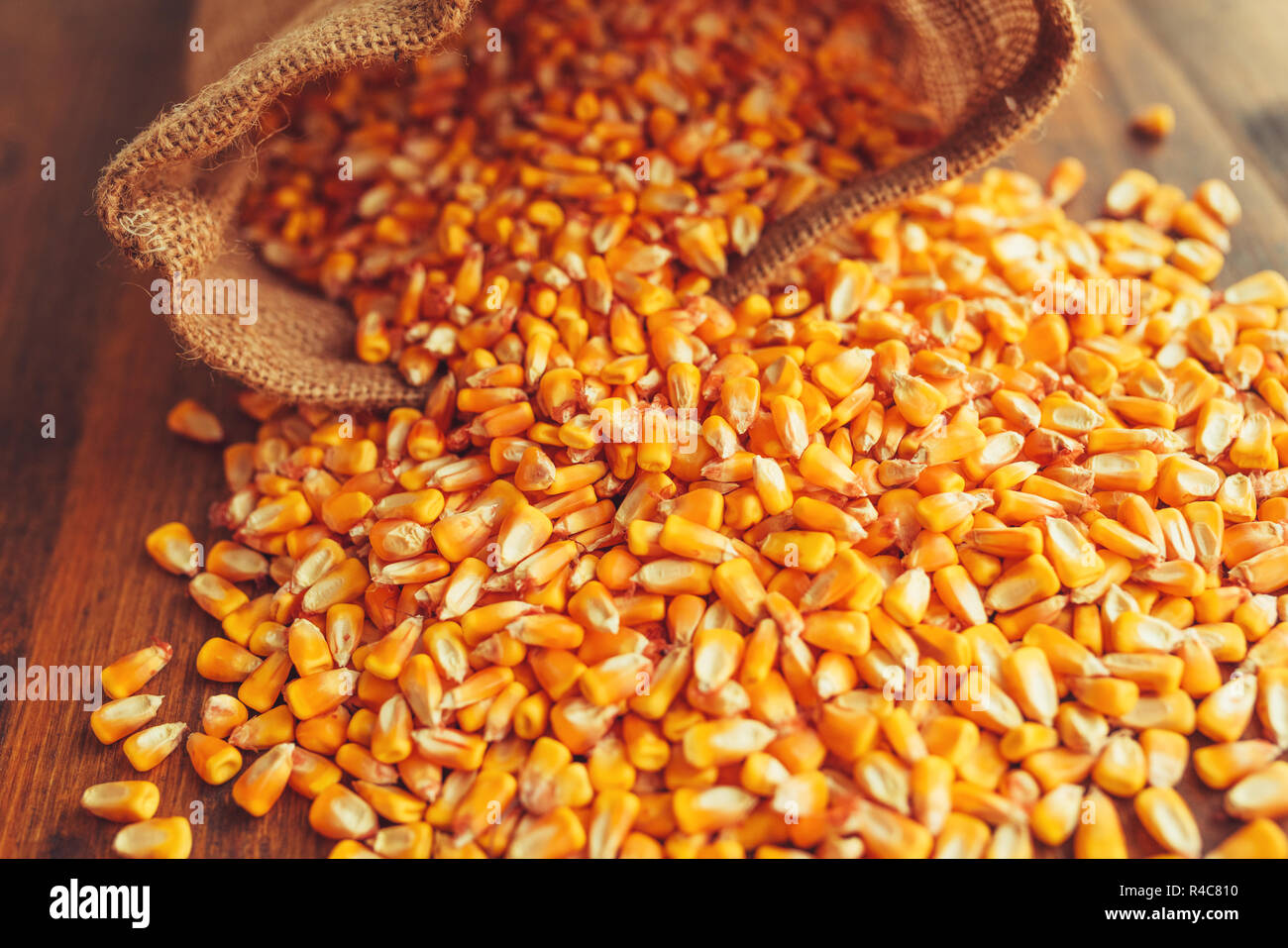 Harvested corn kernels spilling out of burlap sack, concept of