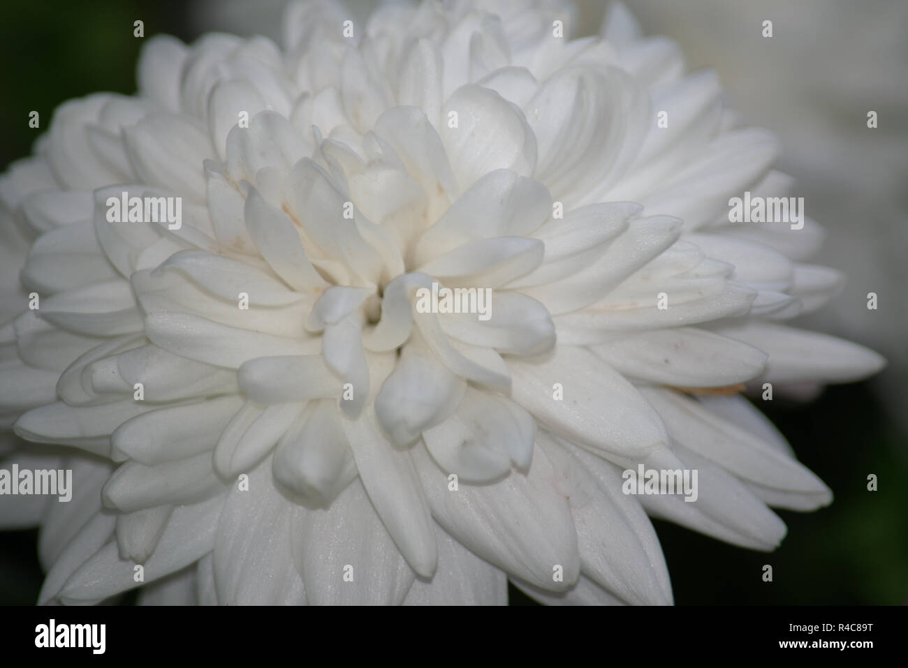 White chrysanthemum flower Stock Photo Alamy