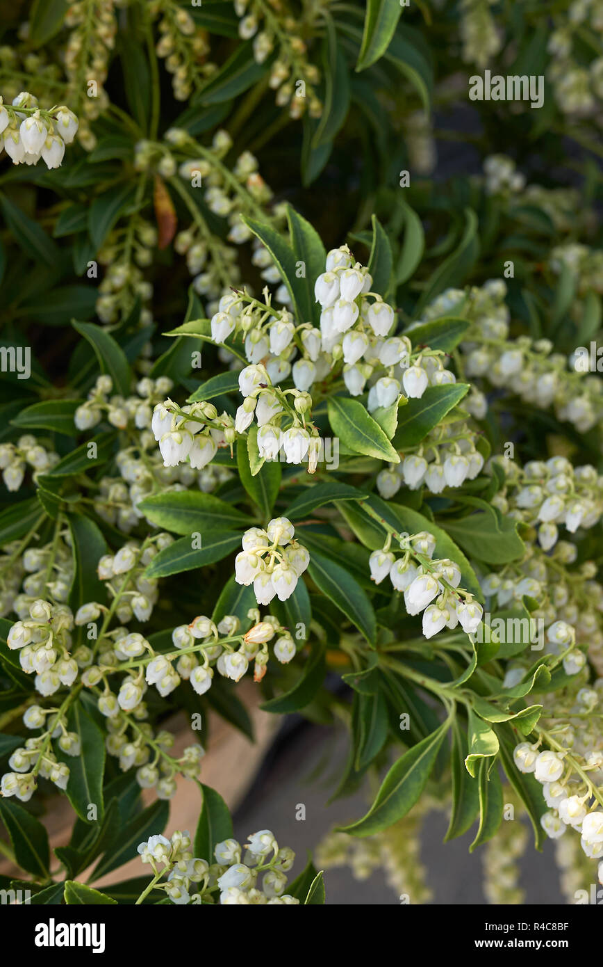 Flora Wonder Blog Rejuvenation