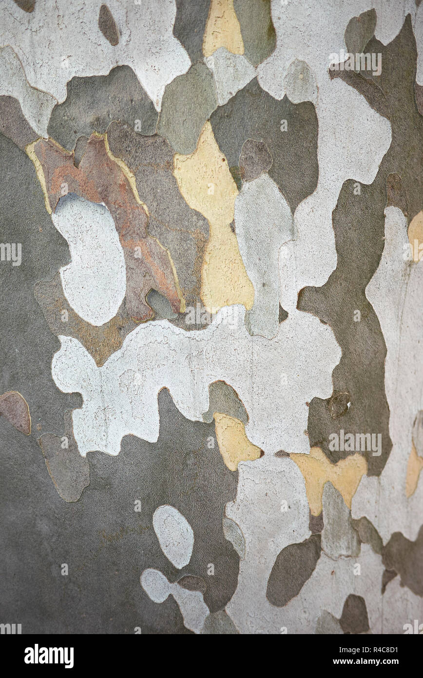 Platanus x hispanica  textured bark Stock Photo