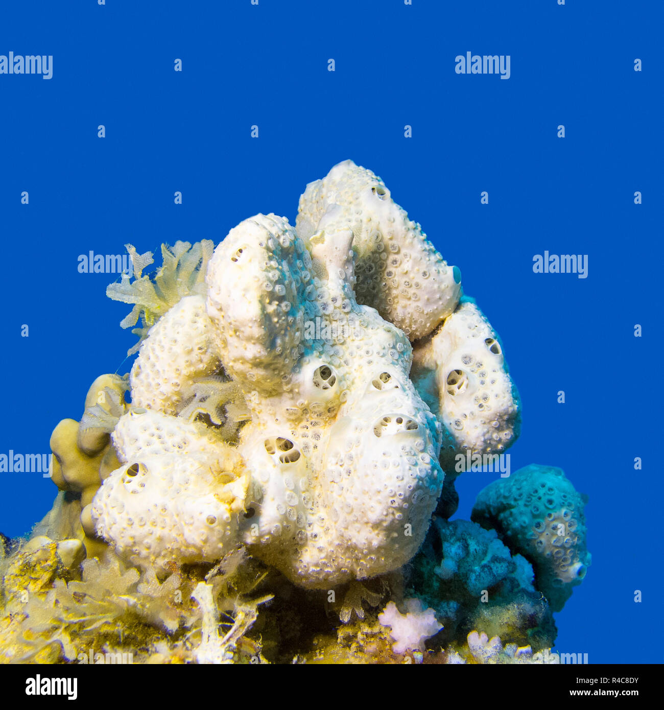 White sea sponge in tropical sea on a background of blue water