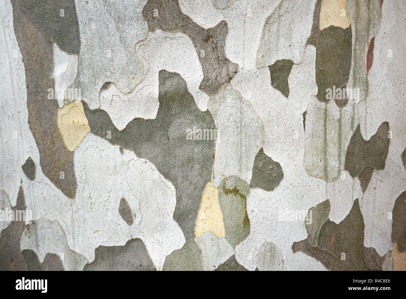 Platanus x hispanica  textured bark Stock Photo