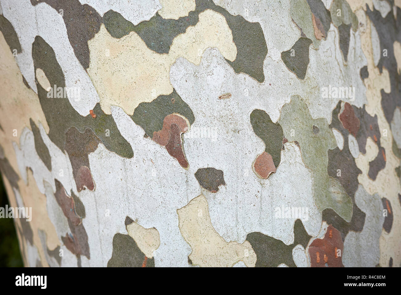 Platanus x hispanica  textured bark Stock Photo