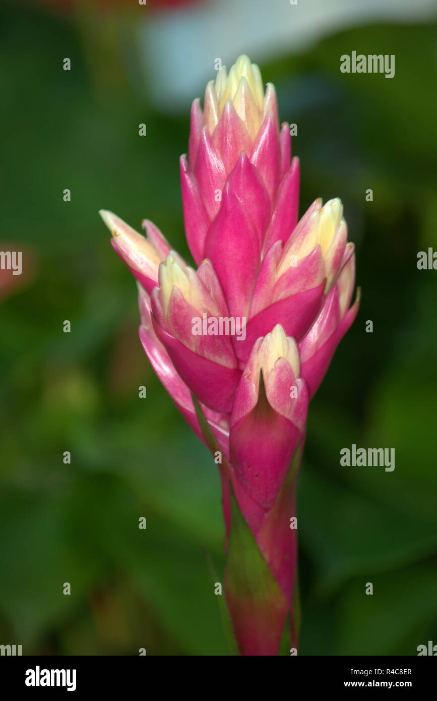 Bromeliad flowering Stock Photo