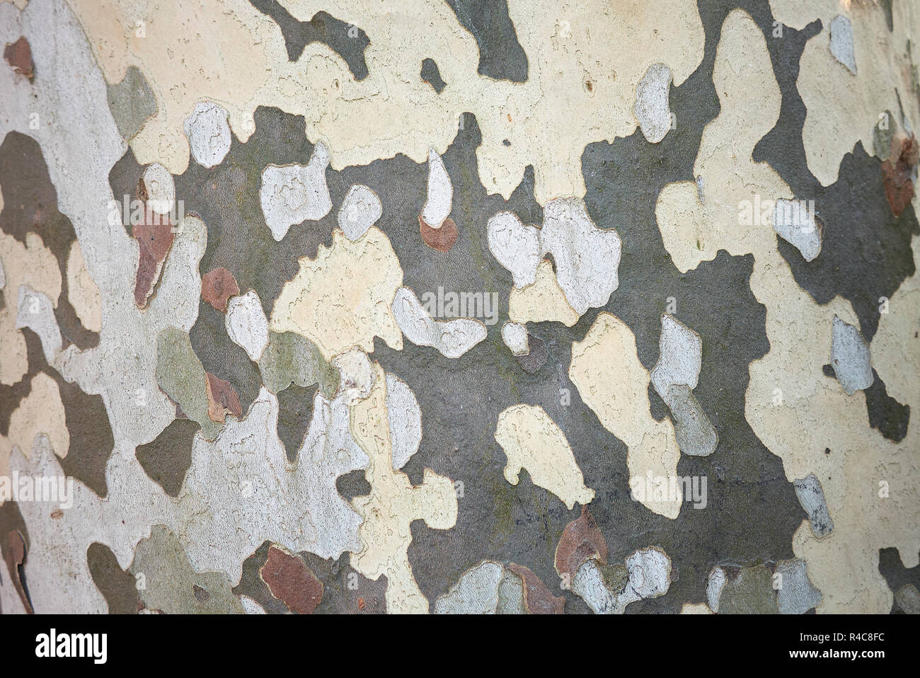 Platanus x hispanica  textured bark Stock Photo