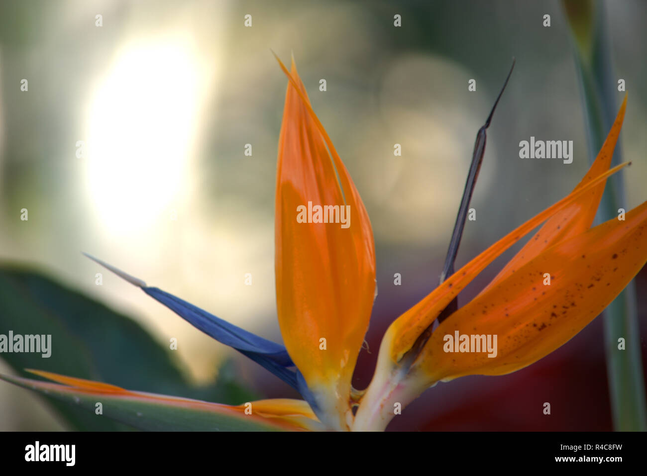 Heliconia psittacorum or Parrot Plant Stock Photo - Alamy