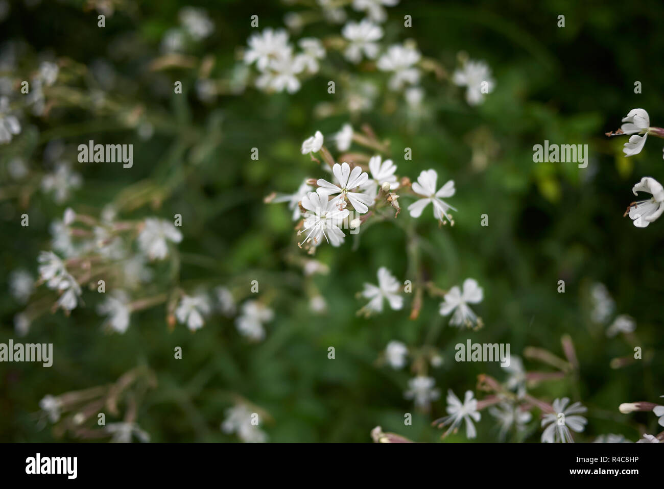 Silene italica in bloom Stock Photo