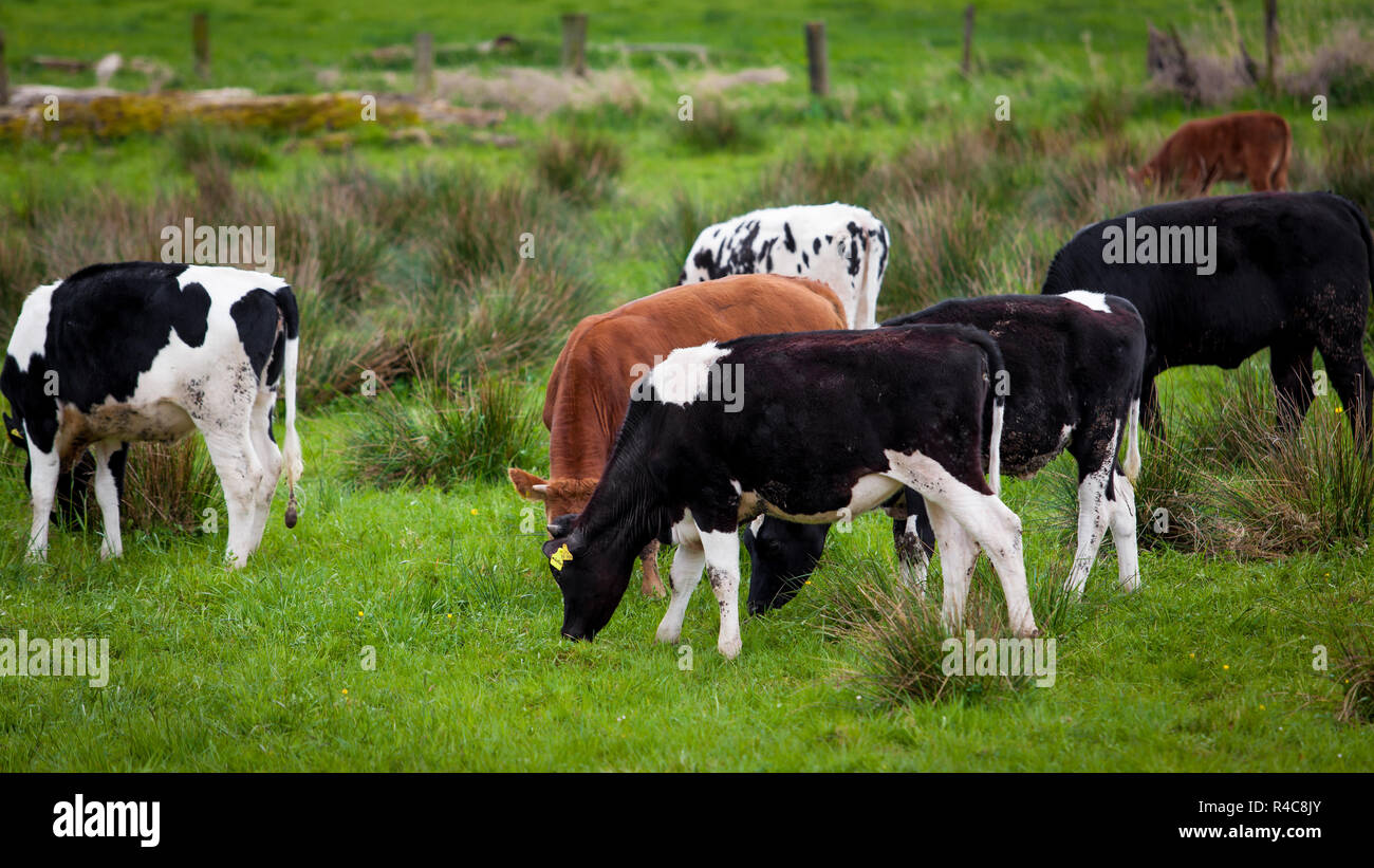 Herd of cows. Cows on a green field. Cows on the field Stock Photo - Alamy