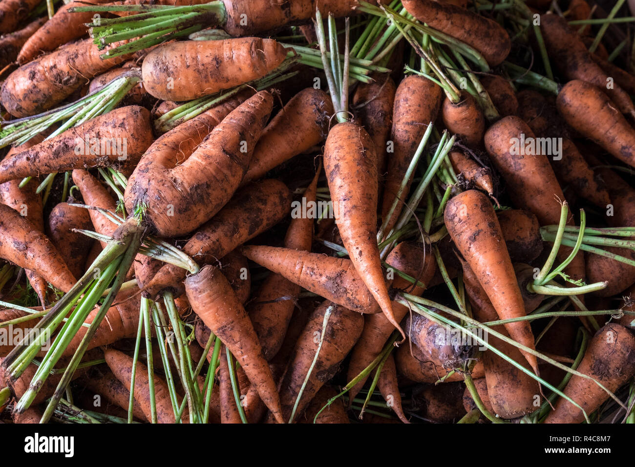 Carrots on display at a stall in Dong Ba Market in Hue, Vietnam Stock Photo